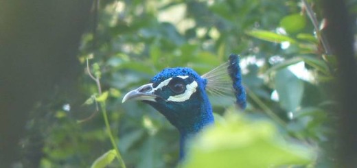 Bird sounds audio mp3 Bird sounds audio mp3