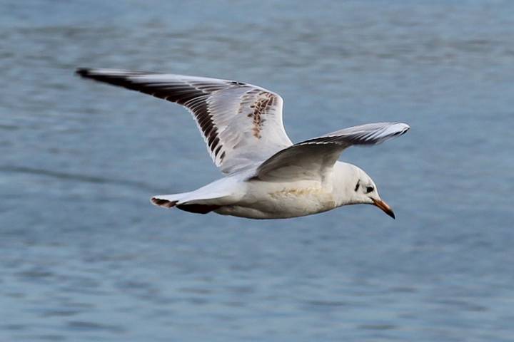 seagull-sounds-river-seagulls