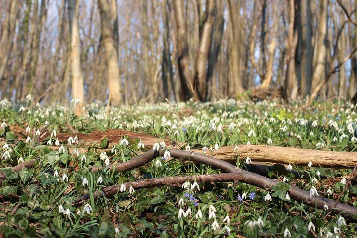 Birds-Singing-spring-forest