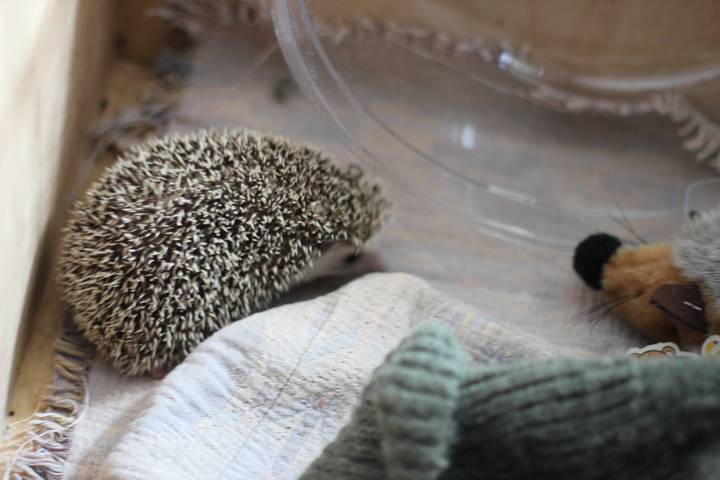 Hedgehog