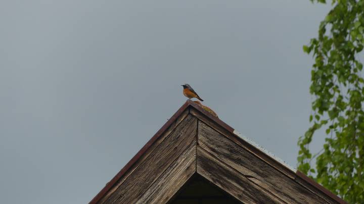 Birds-Singing-In-My-Garden